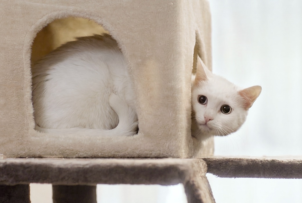 캣타워 안에서 편안히 쉬고 있는 고양이
