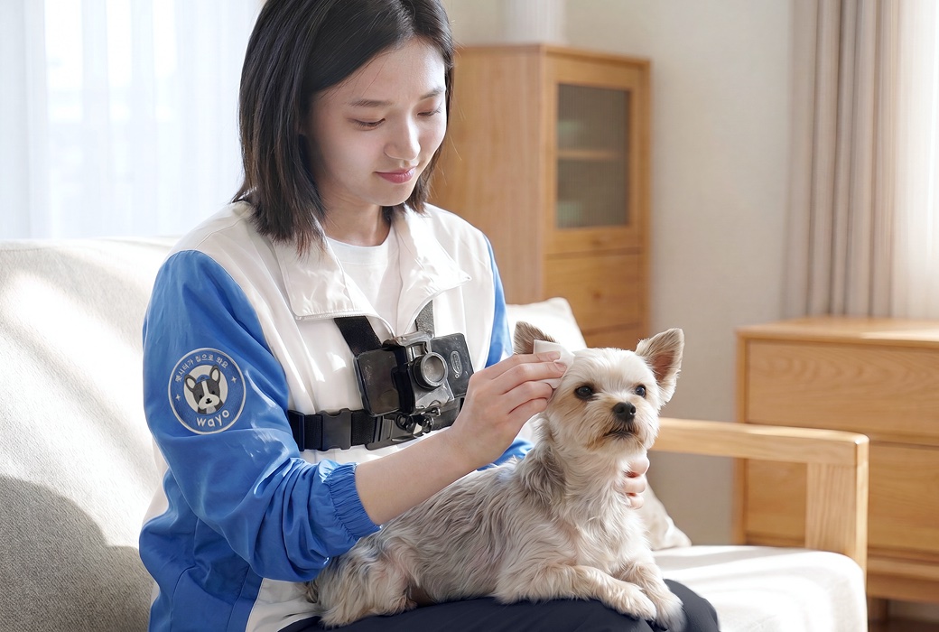 집에서 노견을 살피며 종일 돌봄을 진행하는 와요 펫시터